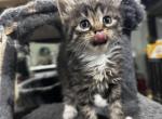 Farm manx kittens Profile