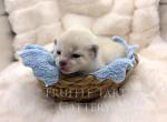Orchid x Birch Litter Profile