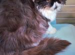 Chocolate bicolor female persian kitten Profile