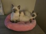 Purebred Siamese Kittens Profile