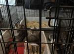 Kittens in need of a new home Profile