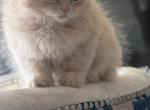 RagdollCherubim Profile