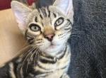 May Kitties Profile