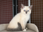 RagDoll x Siamese Cross kittens Profile