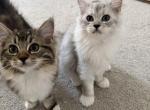 British long hair Ragdoll mix Profile