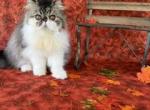Male tabby & white Profile