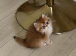 Black golden chinchilla NY12 longhair female Profile