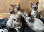 Natural Mink Tonkinese kittens available now Profile