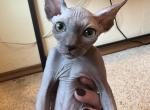 Pretzel the Sphynx Kitten Profile