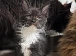 Mainecoons Profile