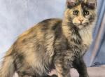 Livia Polydactyl Profile