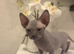 Blue Sphynx Priced Reduced Profile