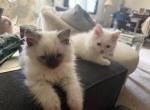 Minka kittens Profile