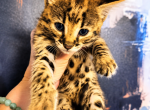 Sweet baby boy Savannah F1 Profile