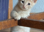 Scottish Fold Manx Polydactyl Male Profile