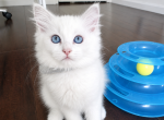 Ragdoll kitten Gray Profile
