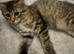 Kitten available Profile