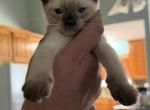 BANDIT BOY SIAMESE MANX JUNE 26 Profile