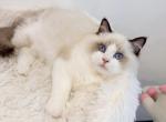 Ragdoll Profile