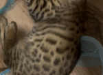 Bengal kittens Profile