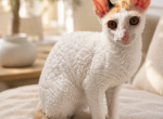 Austin TX Female Cornish Rex Kitten Profile