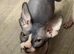 Juno sphynx girl bi color Profile