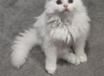 All White Dollface Persian Kitten Profile