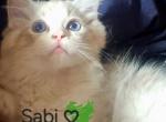 Sabi Profile