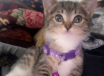 kittens Profile
