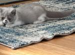 Biscuit Luna Profile