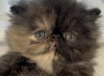 Tortoiseshell girl Profile