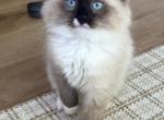September Kittens Profile