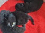 Domestic long hair kittens Profile