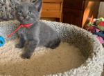 Mixed breed kittens Profile