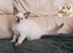 CFA TICA Chocolate point Balinese female Profile