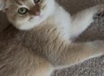 Leo Profile