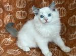 TICA Blue Bicolor Girl Ocean Profile