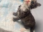 Peony Devon Rex Profile
