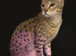 Savannah intact female Profile