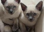 Siamese Lilac point bobtail Profile