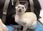 Oriental Siamese Lilac Point Profile