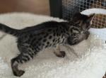 TICA F4 SBT Savannah Kittens Profile