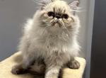 Persian Himalayan male Profile