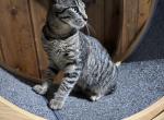 American cat American Bobtail Profile