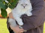 Blue spotted Scottish Fold lh Profile