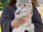 Black golden spotted British shorthair boy Profile