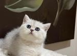 British Silver Chinchilla Kittens Profile