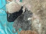 Tica selkirk Rex kittens Profile