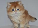 Golden British Kitten male Profile