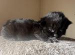 Domestic long hair kittens Profile